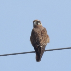 Falco berigora at Stromlo, ACT - 28 May 2023