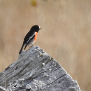 Petroica boodang at Stromlo, ACT - 28 May 2023