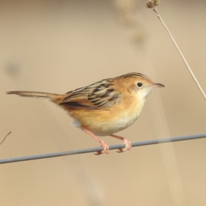 Cisticola exilis at Stromlo, ACT - 28 May 2023