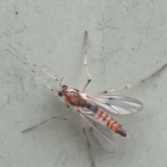 Chironomidae (family) (Non-biting Midge) at Karabar, NSW - 28 May 2023 by Hejor1