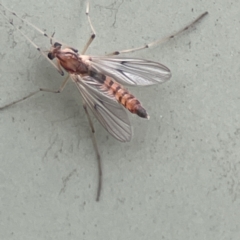 Chironomidae (family) at Karabar, NSW - 28 May 2023 02:42 PM