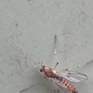 Chironomidae (family) at Karabar, NSW - 28 May 2023 02:42 PM