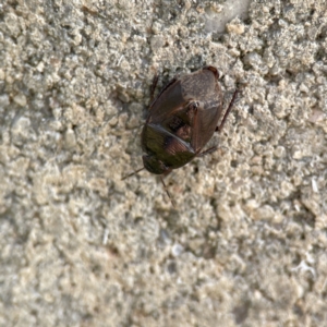 Cydnidae (family) at Karabar, NSW - 28 May 2023