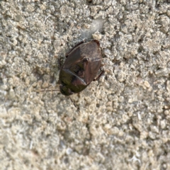 Cydnidae (family) at Karabar, NSW - 28 May 2023