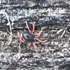 Penthaleidae (family) (An earth mite) at Karabar, NSW - 28 May 2023 by Hejor1