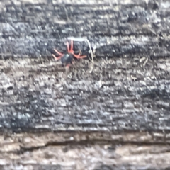 Penthaleidae (family) at Karabar, NSW - 28 May 2023