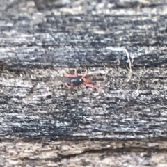 Penthaleidae (family) at Karabar, NSW - 28 May 2023 02:38 PM