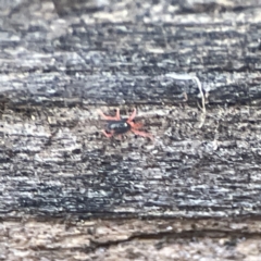 Penthaleidae (family) at Karabar, NSW - 28 May 2023