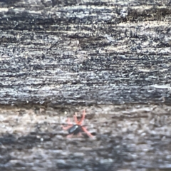 Penthaleidae (family) at Karabar, NSW - 28 May 2023 02:38 PM