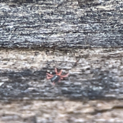 Penthaleidae (family) at Karabar, NSW - 28 May 2023 02:38 PM