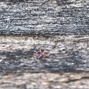 Penthaleidae (family) at Karabar, NSW - 28 May 2023 02:38 PM