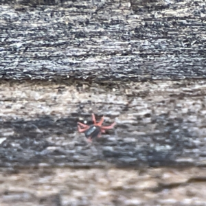 Penthaleidae (family) at Karabar, NSW - 28 May 2023