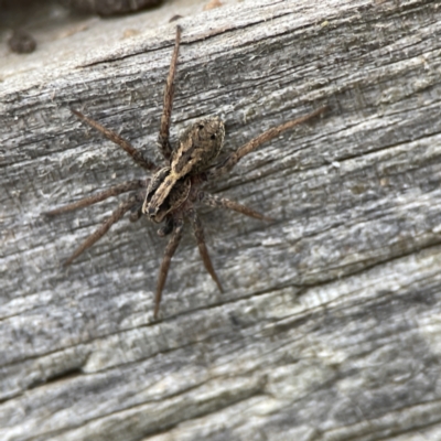 Artoriopsis sp. (genus) (Unidentified Artoriopsis wolf spider) at Karabar, NSW - 28 May 2023 by Hejor1