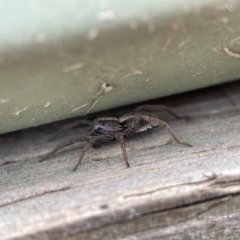 Artoriopsis sp. (genus) at Karabar, NSW - 28 May 2023 03:02 PM