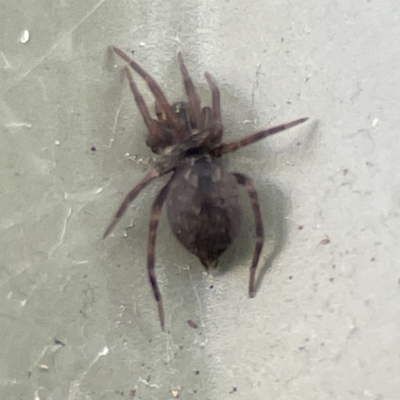 Badumna (genus) (Lattice-web spider) at Karabar, NSW - 28 May 2023 by Hejor1