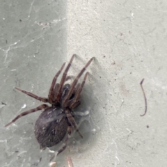 Badumna sp. (genus) at Karabar, NSW - 28 May 2023