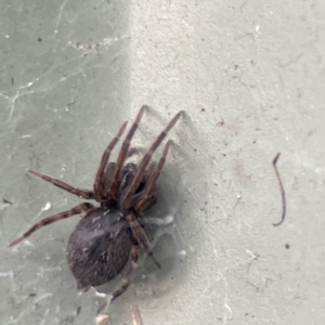 Badumna sp. (genus) at Karabar, NSW - 28 May 2023