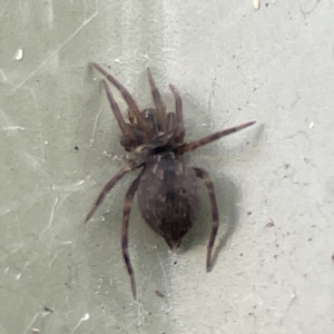 Badumna sp. (genus) at Karabar, NSW - 28 May 2023