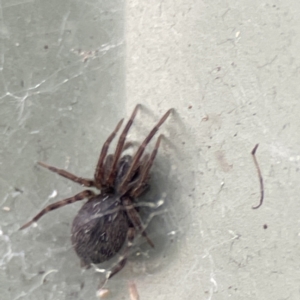 Badumna sp. (genus) at Karabar, NSW - 28 May 2023