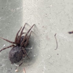 Badumna sp. (genus) at Karabar, NSW - 28 May 2023