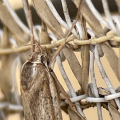 Oecophoridae (family) at Karabar, NSW - 28 May 2023