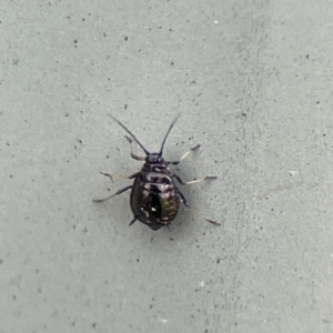 Aphididae (family) at Karabar, NSW - 28 May 2023 03:08 PM