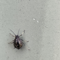 Aphididae (family) at Karabar, NSW - 28 May 2023