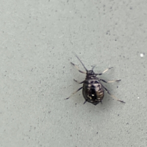 Aphididae (family) at Karabar, NSW - 28 May 2023 03:08 PM