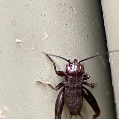 Grylloidea (superfamily) (Unidentified cricket) at Karabar, NSW - 28 May 2023 by Hejor1