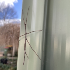 Ctenomorpha marginipennis at Karabar, NSW - 28 May 2023