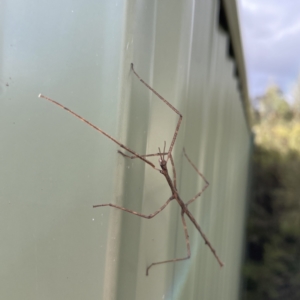 Ctenomorpha marginipennis at Karabar, NSW - 28 May 2023