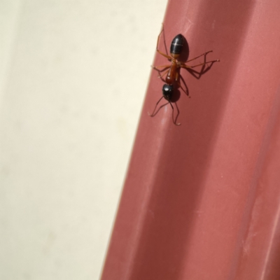 Camponotus consobrinus (Banded sugar ant) at Karabar, NSW - 28 May 2023 by Hejor1