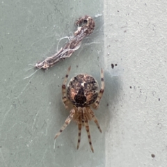 Cryptachaea veruculata (Diamondback comb-footed spider) at Karabar, NSW - 28 May 2023 by Hejor1