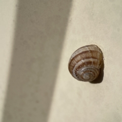 Cornu aspersum (Common Garden Snail) at Karabar, NSW - 28 May 2023 by Hejor1