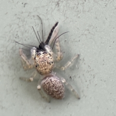 Salticidae (family) (Unidentified Jumping spider) at Karabar, NSW - 28 May 2023 by Hejor1