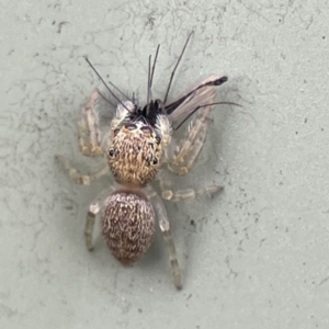 Salticidae (family) at Karabar, NSW - 28 May 2023