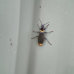 Chauliognathus lugubris (Plague Soldier Beetle) at Karabar, NSW - 28 May 2023 by Hejor1