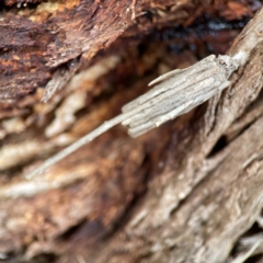 Clania ignobilis (Faggot Case Moth) at Karabar, NSW - 28 May 2023 by Hejor1