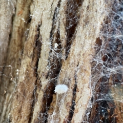 Pseudococcidae sp. (family) (A mealybug) at Barracks Flat Drive Reserve - 28 May 2023 by Hejor1