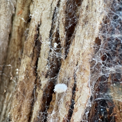 Pseudococcidae sp. (family) (A mealybug) at Karabar, NSW - 28 May 2023 by Hejor1