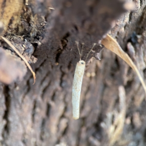 Hemibela (genus) at Karabar, NSW - 28 May 2023