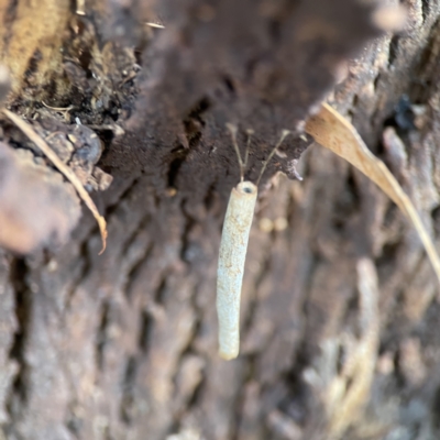 Hemibela (genus) (A Concealer moth) at Karabar, NSW - 28 May 2023 by Hejor1