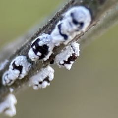 Melanococcus albizziae at Karabar, NSW - 28 May 2023