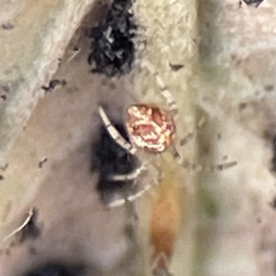 Theridiidae (family) (Comb-footed spider) at Karabar, NSW - 28 May 2023 by Hejor1