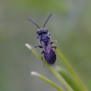 Lasioglossum (Parasphecodes) sp. (genus & subgenus) at Florey, ACT - 6 May 2023