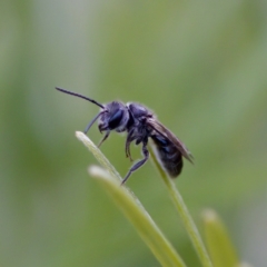 Lasioglossum (Parasphecodes) sp. (genus & subgenus) at Florey, ACT - 6 May 2023