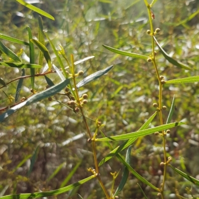 Acacia dawsonii (Dawson's Wattle) at Kambah, ACT - 24 Apr 2023 by BethanyDunne