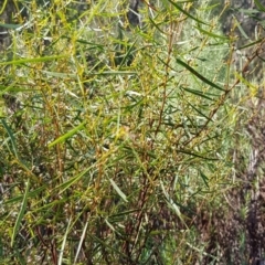 Acacia dawsonii at Kambah, ACT - 24 Apr 2023