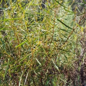 Acacia dawsonii at Kambah, ACT - 24 Apr 2023