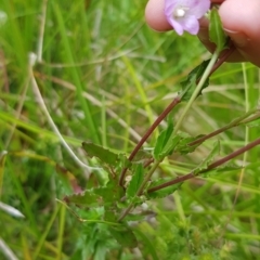 Epilobium billardiereanum subsp. hydrophilum at Cotter River, ACT - 28 Feb 2023 by BethanyDunne